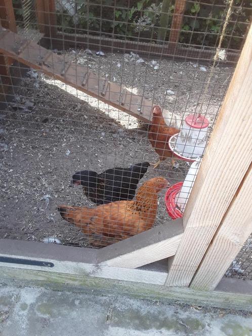 1 Haan en 3 hennen, Dieren en Toebehoren, Pluimvee, Kip, Mannelijk