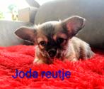 Nog twee prachtige chihuahua pups beschikbaar, Dieren en Toebehoren, Meerdere, Meerdere dieren, Chihuahua, Nederland