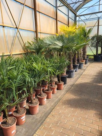 palmboom Trachycarpus fortunei beschikbaar voor biedingen