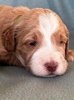 Gastgezin / adoptie Australian Labradoodle Puppy  Noord Nl, Parvo, Overige rassen, 8 tot 15 weken, Meerdere
