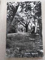 Lunteren  - bosgezicht, Verzenden, 1940 tot 1960, Gelopen, Gelderland