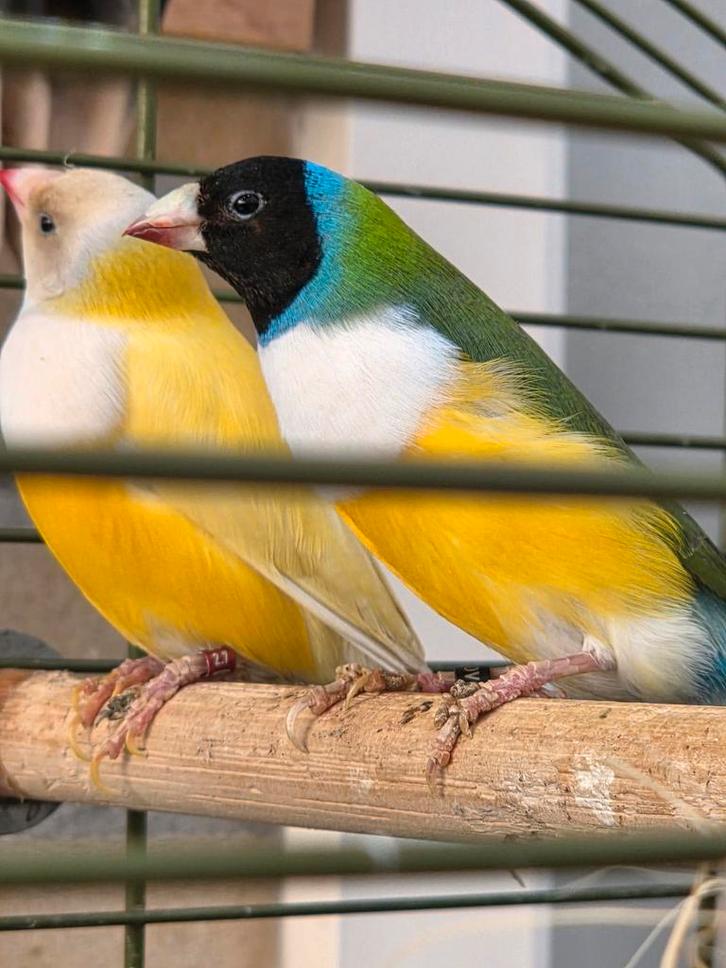 4 kp goulds amadine  zitten koud, Dieren en Toebehoren, Vogels | Overige Vogels, Tropenvogel, Meerdere dieren, Geringd