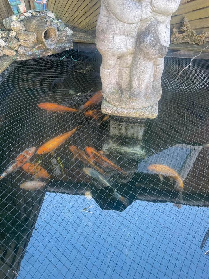 Koi Karpers, Dieren en Toebehoren, Vissen | Vijvervissen, Karper of Koi