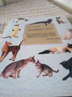 Het Grote Kattenboek NIEUW !!, Ophalen of Verzenden, Nieuw, Katten