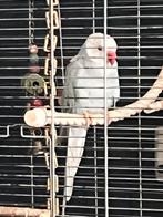 Lieve parkiet, Geslacht onbekend, Parkiet