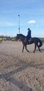 Lease paard gezocht, Dieren en Toebehoren, Ophalen of Verzenden