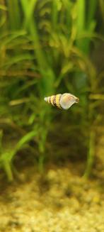 Anatome helenaslak, Dieren en Toebehoren, Slak of Weekdier