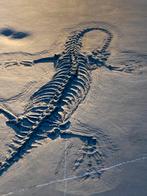 Mooie Keichousaurus hui, dinosaurus, fossiel, China, Ophalen of Verzenden, Fossiel