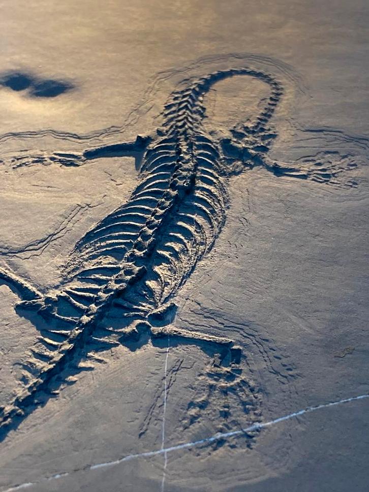 Mooie Keichousaurus hui, dinosaurus, fossiel, China, Verzamelen, Mineralen en Fossielen, Fossiel, Ophalen of Verzenden