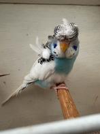 Hagoromo grasparkiet, Mannelijk, Parkiet