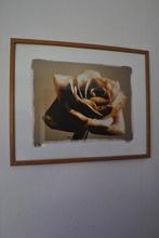 schilderij, afbeelding van een roos, 42 bij bij 52,5 cm, Gebruikt, Ophalen of Verzenden, Foto of Poster, Minder dan 50 cm