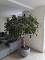 Prachtige Ficus Benjamina - 210  Hoog, Huis en Inrichting, Kamerplanten, Ficus, Halfschaduw, In pot, 200 cm of meer