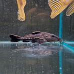 Oxydoras niger ripsaw catfish, Dieren en Toebehoren, Vis, Zoetwatervis