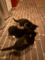 Kittens mogen deze week weg!, Meerdere dieren, Kortharig, 0 tot 2 jaar