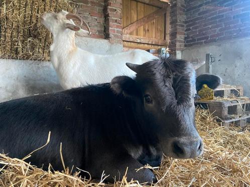 Dahomey mini-rund, Dieren en Toebehoren, Runderen, Mannelijk, 3 tot 6 jaar