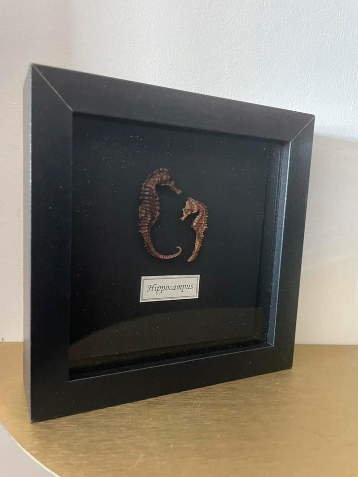 Kader met opgezette zeepaardjes, Verzamelen, Dierenverzamelingen, Gebruikt, Opgezet dier, Insect, Ophalen of Verzenden