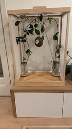 Houten hok met gaas voor wandelende bladeren., Wandelende tak