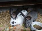 Rammetjes kruising vlaamse reus., Dieren en Toebehoren, Konijnen, Mannelijk, Groot, 0 tot 2 jaar