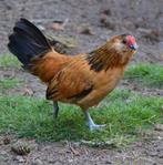 Baardkriel haantjes, Dieren en Toebehoren, Pluimvee, Mannelijk, Kip