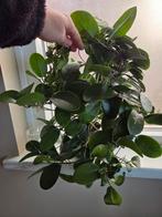 Hoya australis, Ophalen