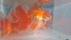 High quality Oranda goudvissen ca 10-15cm, Dieren en Toebehoren, Vissen | Aquariumvissen, Vis