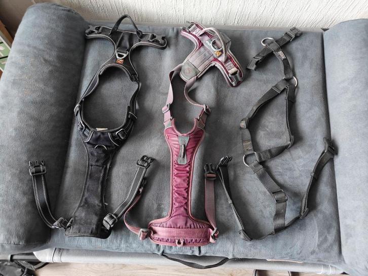 Grotere hondentuigjes en halsbanden, Dieren en Toebehoren, Hondenhalsbanden en Penningen, Nieuw, Ophalen of Verzenden