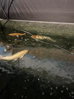 Koi karpers, Dieren en Toebehoren, Vissen | Vijvervissen, Karper of Koi