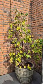 Grote hazelaar in pot, Tuin en Terras, Planten | Bomen, Ophalen of Verzenden, In pot, Volle zon, Overige soorten