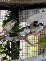 Japanse meeuwen 2025, Meerdere dieren, Tropenvogel