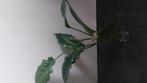 Philodendron, Huis en Inrichting, Kamerplanten, Ophalen of Verzenden, Halfschaduw, Minder dan 100 cm