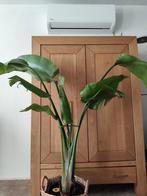 Grote Strelitzia  Nicolai zonder ompot, Ophalen, Halfschaduw