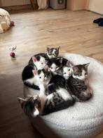 3 lieve kittens over uit nestje van 7, Dieren en Toebehoren, Katten en Kittens | Overige Katten, Meerdere dieren, Kortharig, 0 tot 2 jaar