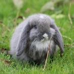 Raszuivere jonge Franse Hangoor koppels van zorgboerderij, Dieren en Toebehoren, Konijnen, Meerdere dieren, Dwerg, Hangoor, 0 tot 2 jaar
