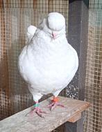 Kingduiven, Dieren en Toebehoren, Meerdere dieren, Overige soorten