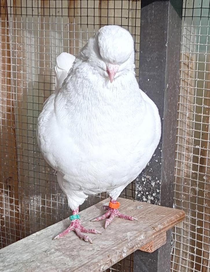 Kingduiven, Dieren en Toebehoren, Vogels | Duiven, Overige soorten, Meerdere dieren