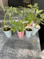 Cherry tomaat stekjes bio, Volle zon, Groenteplanten, Eenjarig, Ophalen of Verzenden