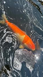 Koi karpers en steur, Dieren en Toebehoren, Vissen | Vijvervissen, Karper of Koi