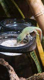 Phelsuma Laticauda 1.0, Hagedis, 0 tot 2 jaar