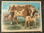 Koeien (100 jaar oud), Antiek en Kunst, Antiek | Schoolplaten, Ophalen of Verzenden, Natuur en Biologie