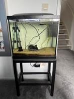 Aquarium Superfish start 50, Ophalen, Gebruikt, Gevuld zoetwateraquarium