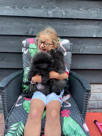 Pomeranian pups met FCI stamboom in Nl geboren beschikbaar voor biedingen