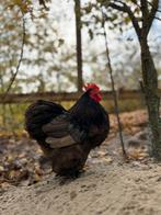 Prachtige cochin kriel haan, Dieren en Toebehoren, Pluimvee, Mannelijk, Kip