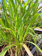 Inca Maïs Planten aparte maisplanten, nu 5 voor €5!, Ophalen, Volle zon, Groenteplanten, Eenjarig
