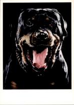 fotokaart Rotweiler, Verzamelen, Ansichtkaarten | Dieren, Verzenden, 1980 tot heden, Ongelopen, Hond of Kat