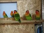 Agapornis, Dieren en Toebehoren, Meerdere dieren, Dwergpapegaai of Agapornis