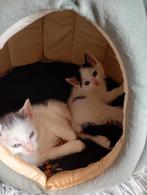 Kittens, Meerdere dieren, Kortharig, 0 tot 2 jaar