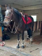 Meerdere, verschillende paarden en pony's, Dieren en Toebehoren, Pony's, Gechipt, Niet van toepassing, Springpony, 3 tot 6 jaar