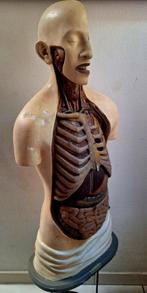 Antiek anatomisch model / torso op ware grootte., Antiek en Kunst, Curiosa en Brocante, Ophalen