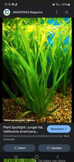 Vallisneria aquarium plant, Dieren en Toebehoren, Vissen | Aquaria en Toebehoren, Ophalen of Verzenden, Zo goed als nieuw, Plant(en), Steen of Hout