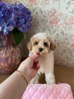 Maltipoo F1 pups (Korea Maltezer/Asian Toy Poedel), Particulier, Rabiës (hondsdolheid), Overige rassen, 8 tot 15 weken